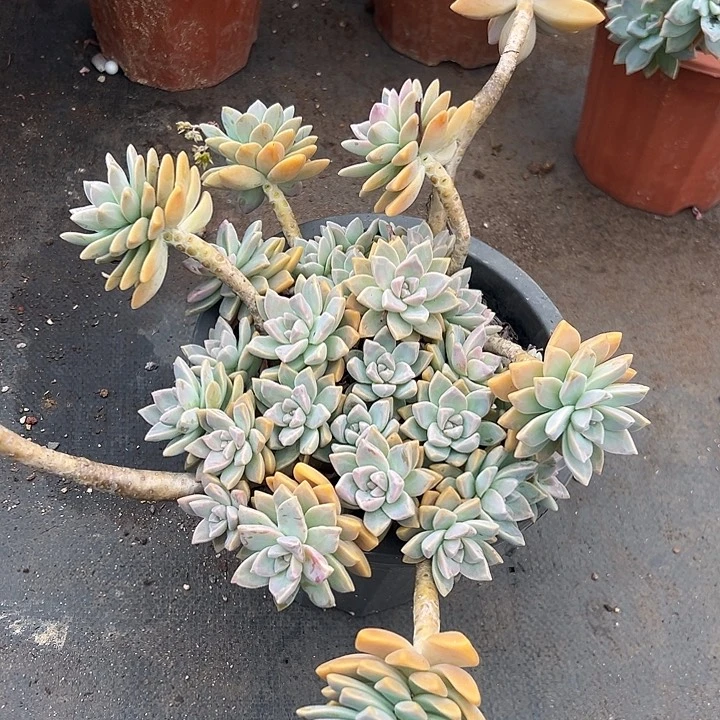 无花朵超大淡雪。