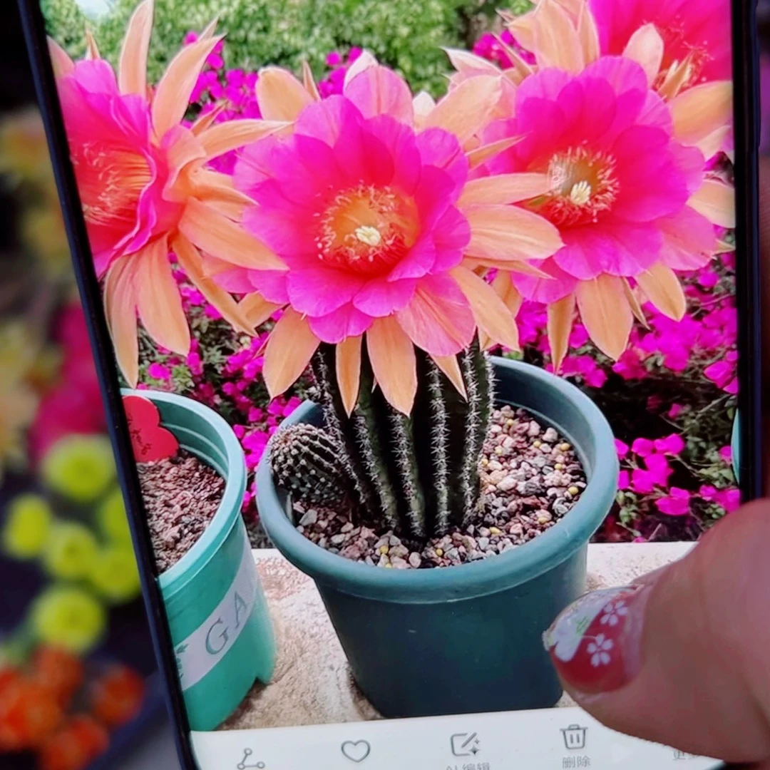 下77金妞荣荣歪无根侧芽4公分左右20包邮