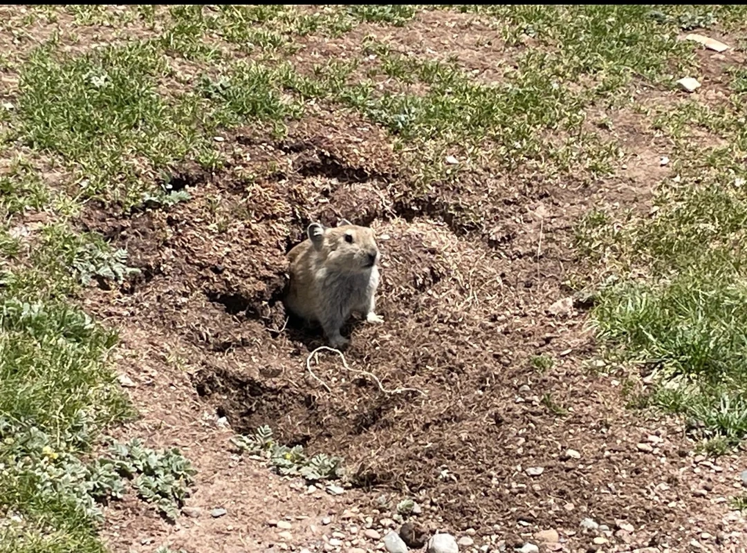【三妹代卖】豚鼠