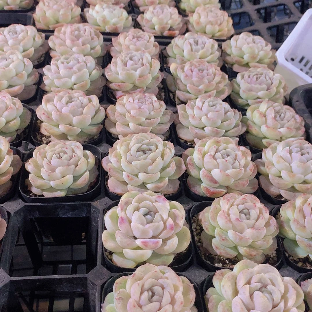 玛奇朵两颗2456788999900