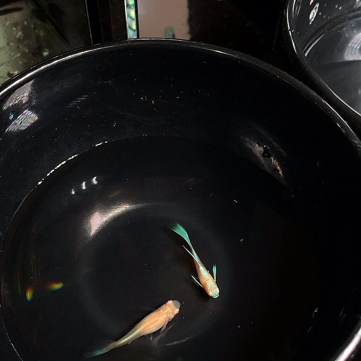 孔雀鱼蓝白飞船一对