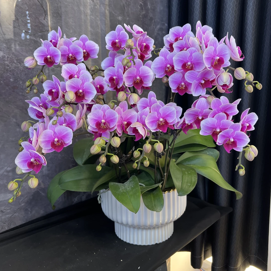 【粉公主-蝴蝶兰】 懒人种植 禅意 轻奢 易养花期长 送礼
