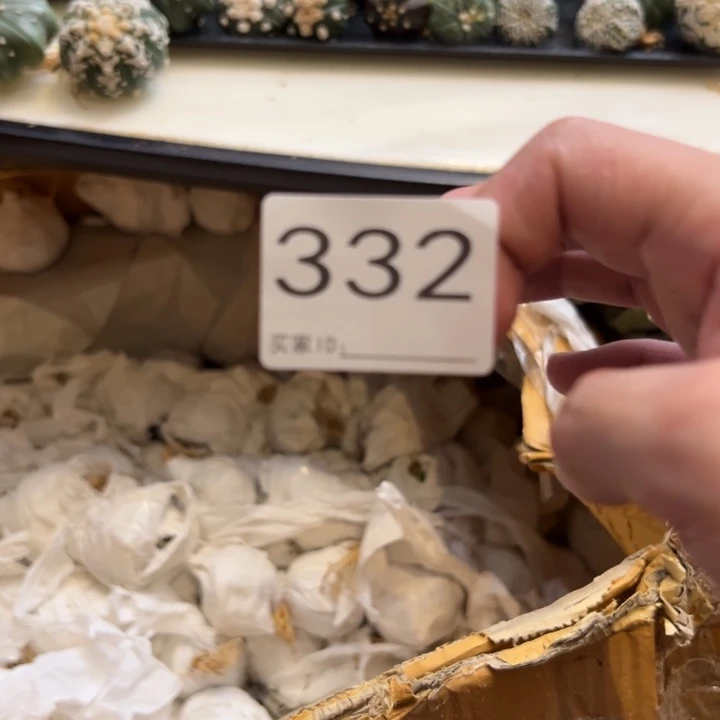 G***e兜星球仙人球332号7个