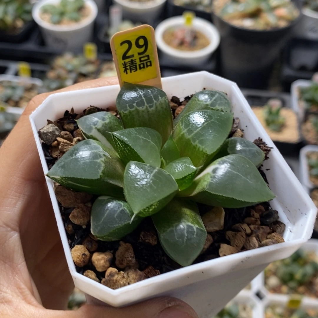 29号木叶克锦多肉植物