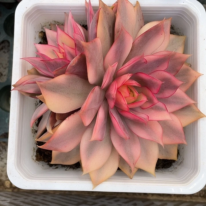 宝莲灯锦一物一拍