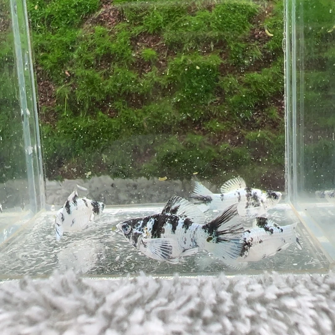 黑玛丽鱼鱼苗4条。