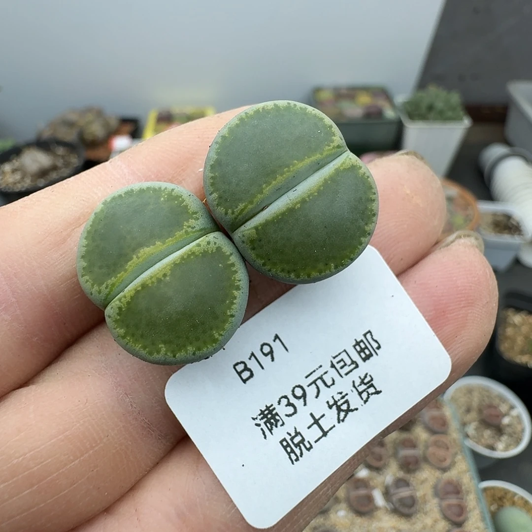 191多肉哈哈哈哈哈哈哈哈