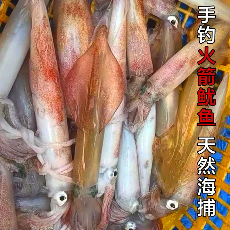 手钓活鱿鱼 北部湾火箭鱿鱼口感脆甜