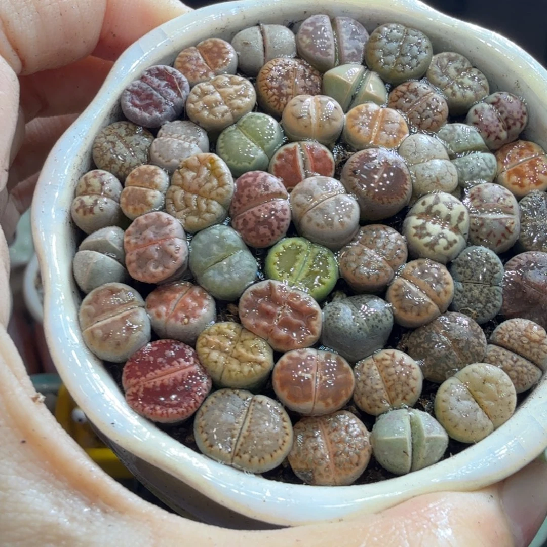 多肉植物福利冲冲734