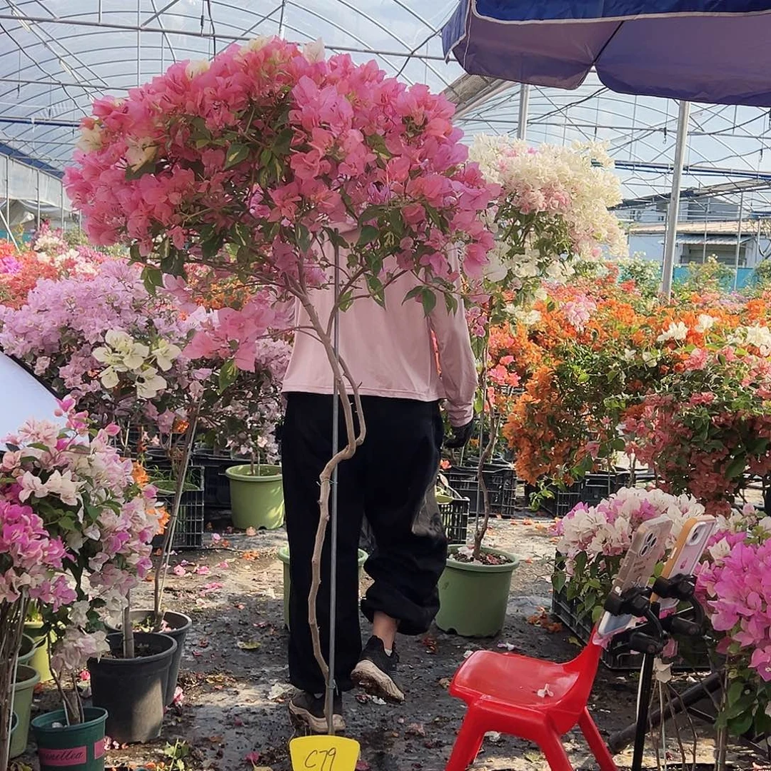 哇***哦大部分花苞少量开放C79金心橙白