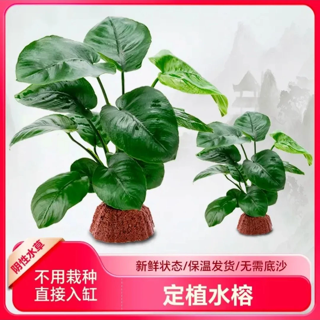 火山石大叶榕水草懒人新手水培鱼缸装饰造景水草鱼缸专用水草