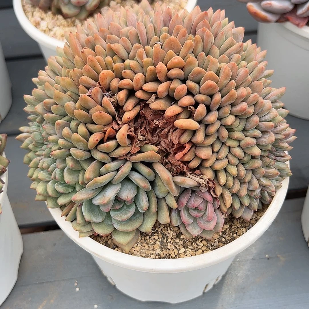 531-33爱丽儿缀化