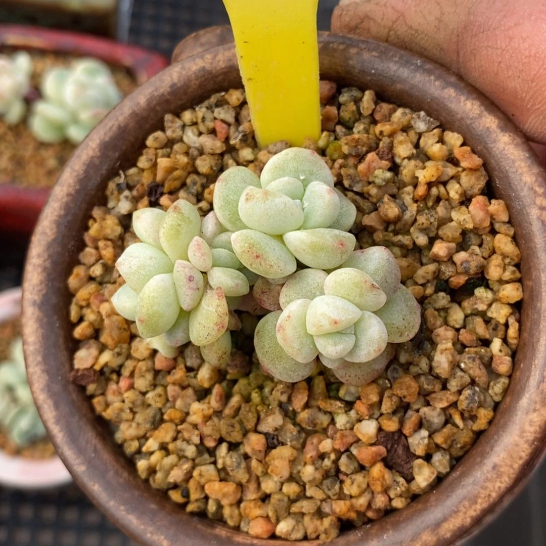 935冰玉石化多肉……