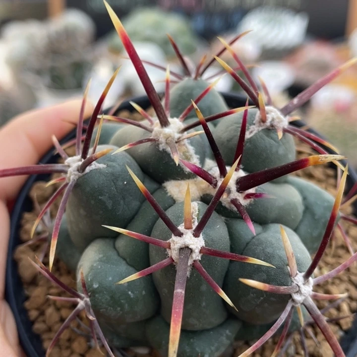 大红鹰       折后价