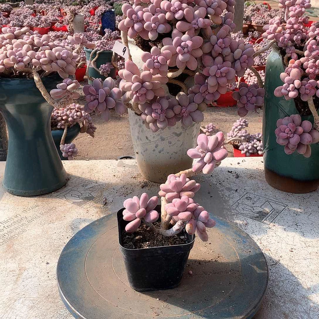 20一物一拍桃蛋老桩