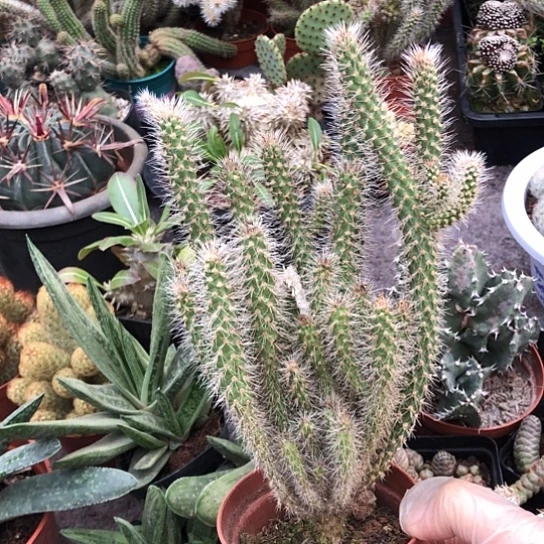 乐***身无花朵团扇带盆土白云包邮