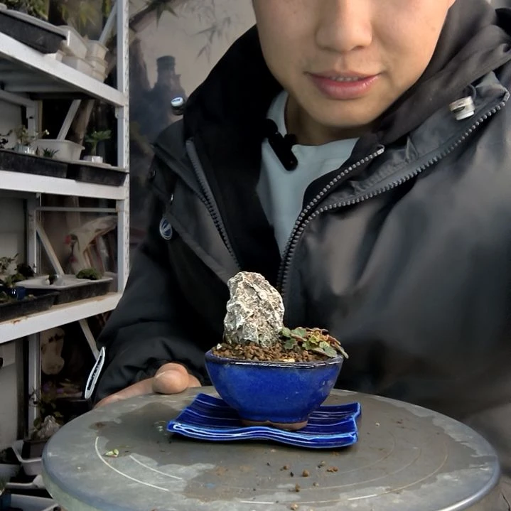 清*小盆景小植物一物一拍28