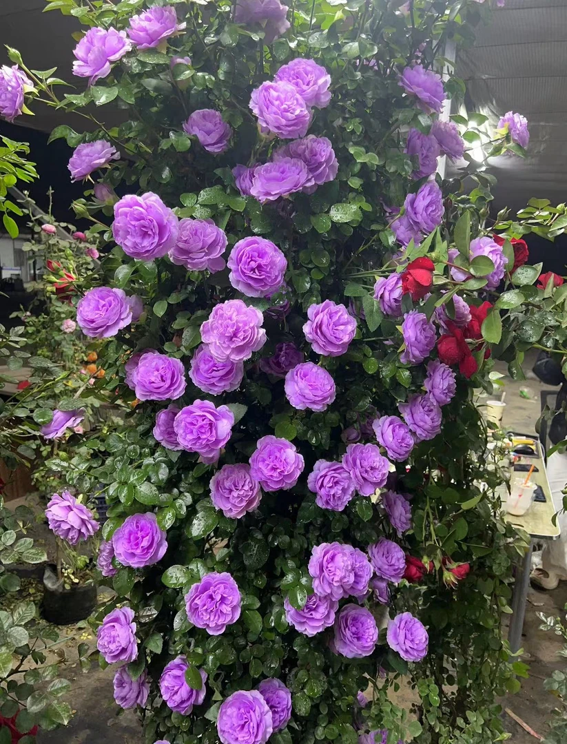 蓝色阴雨1.2 爬藤月季花苗庭院藤本植物多季开花盆栽