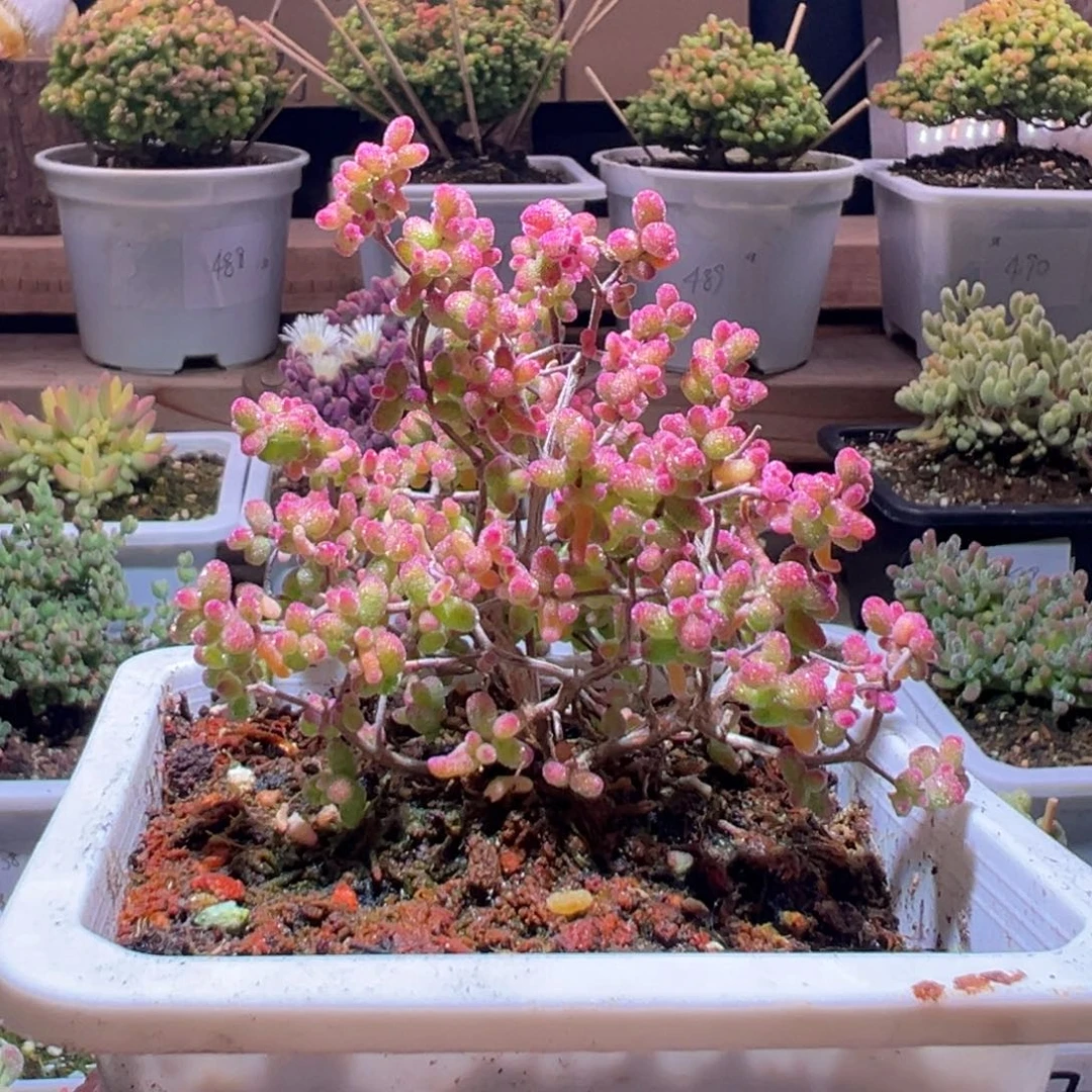 494花斑露一物一拍包开箱