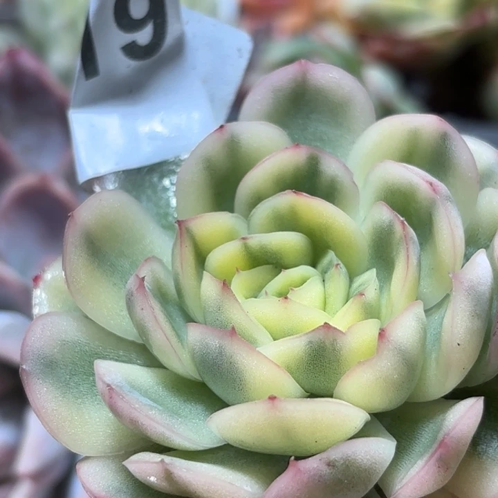 头盖无根多肉植物满18包邮