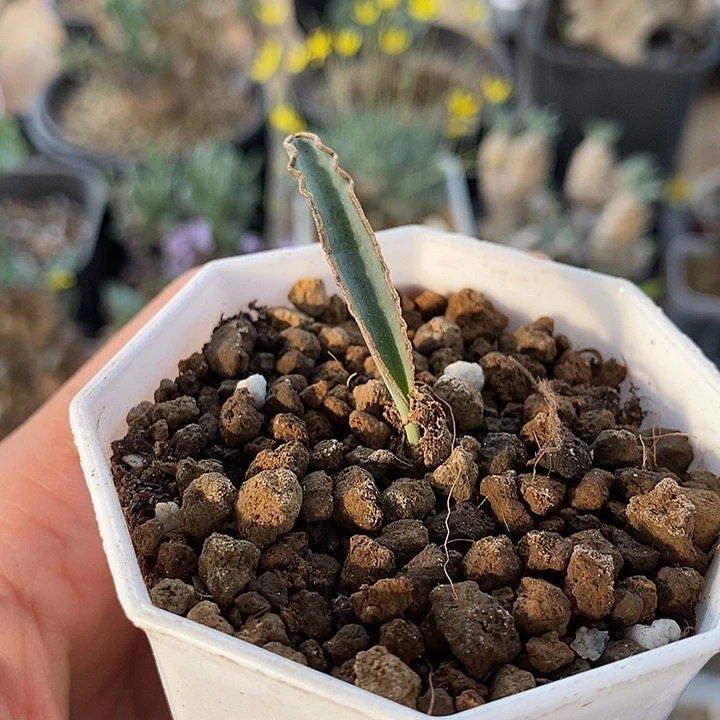 955蛞yu弹簧草一一一一