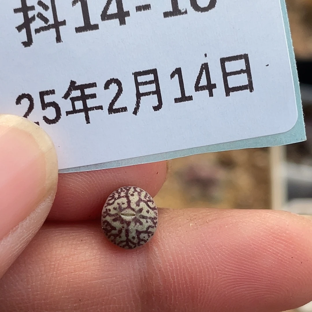 14-18唐草墨多肉植物