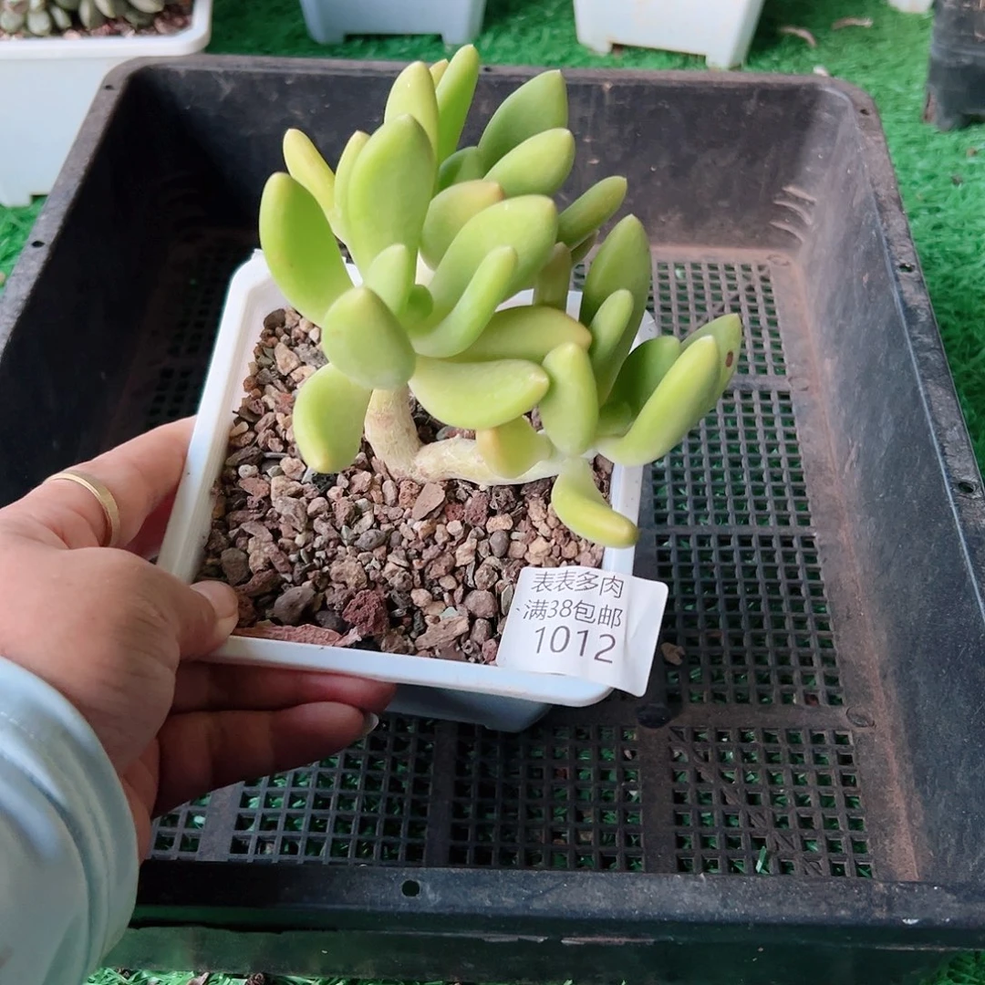 多肉一物一拍植物1012