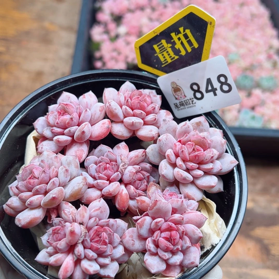 多肉植物多肉植物