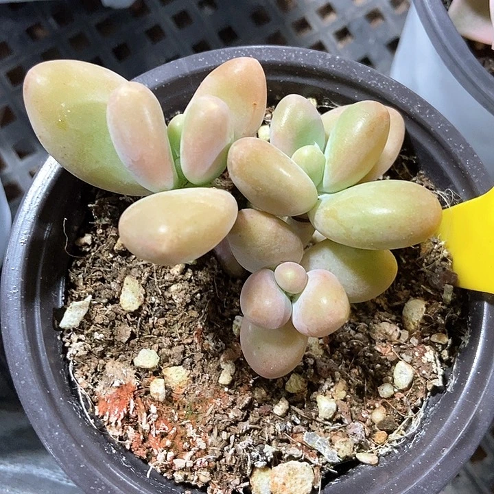 多肉植物芒果奶869