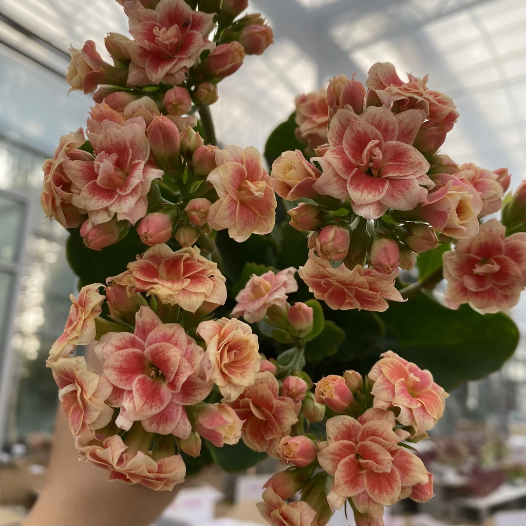 24新品 罗密欧 处理苗 不售后 介意勿拍 110盆 一代独杆