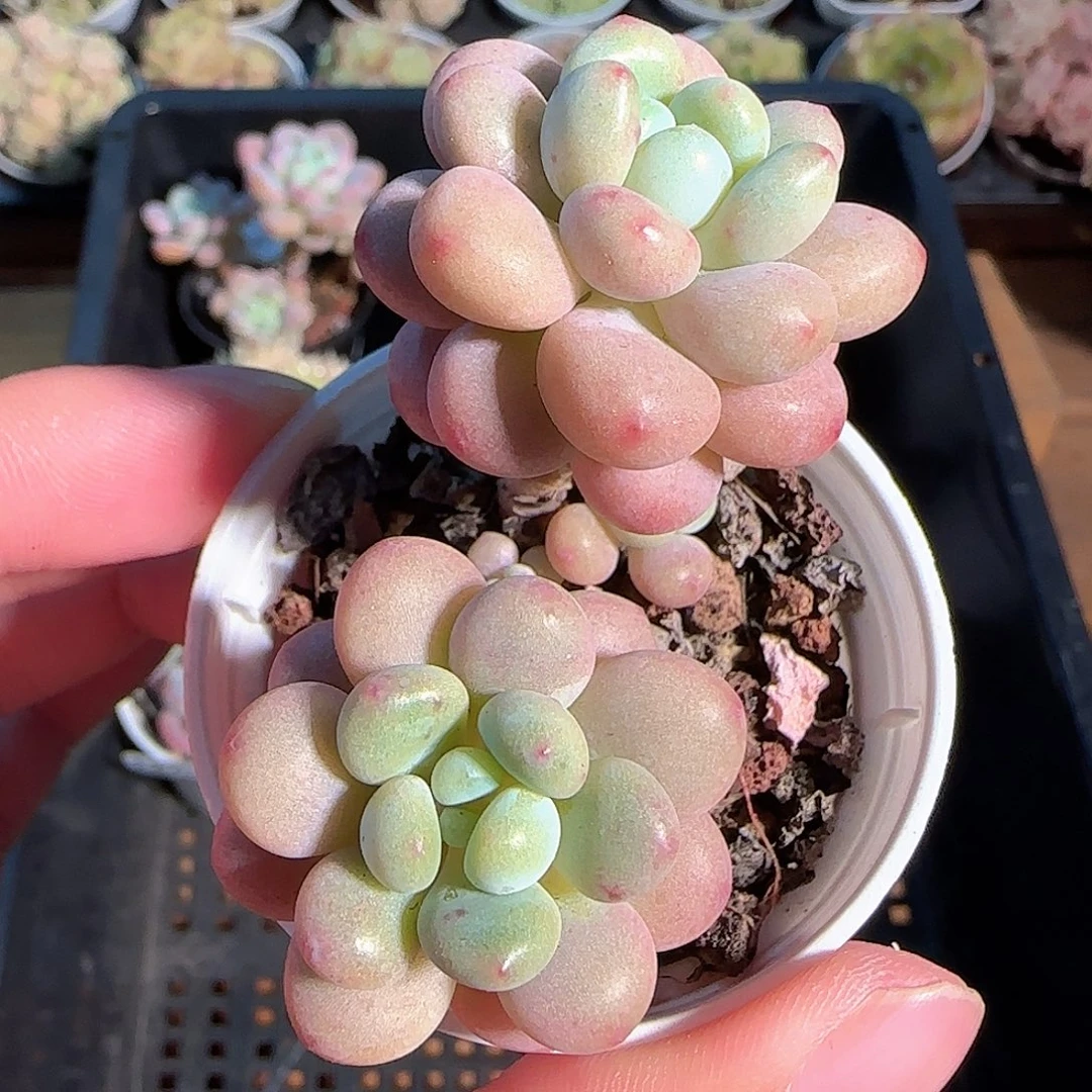 1121-------129鱼子酱小老桩可能散