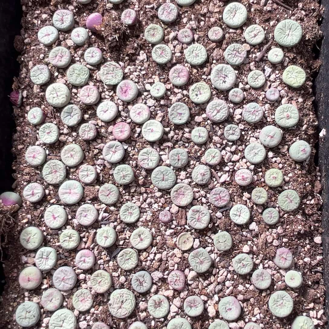 1109–番杏福利a93 五元一头