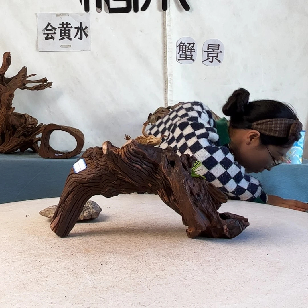 周末福利沉木造景