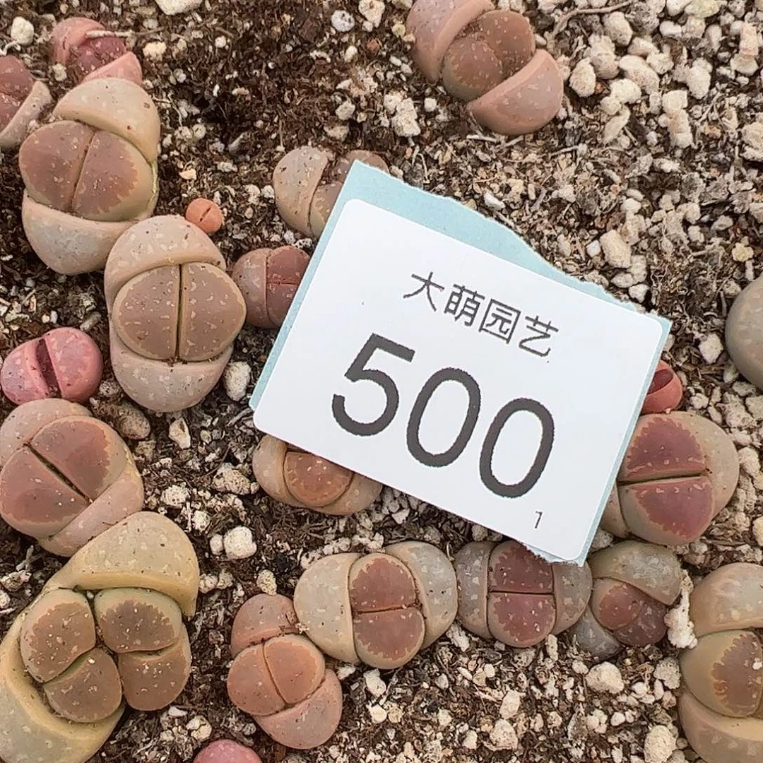 0000500量拍粉橄榄6颗