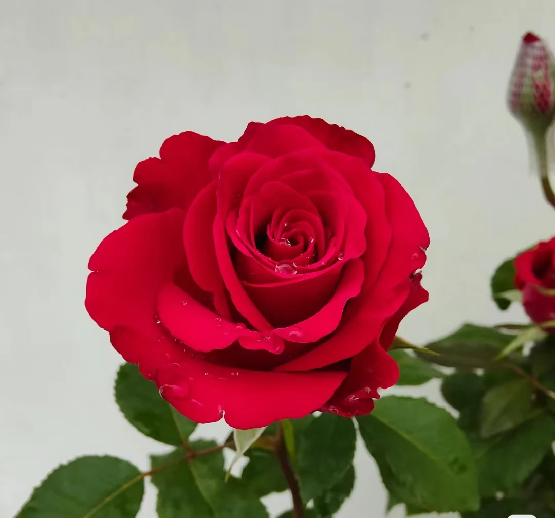 140盆新娘玫瑰玫瑰花月季月季花盆栽鲜花室内外阳台庭院四季开花