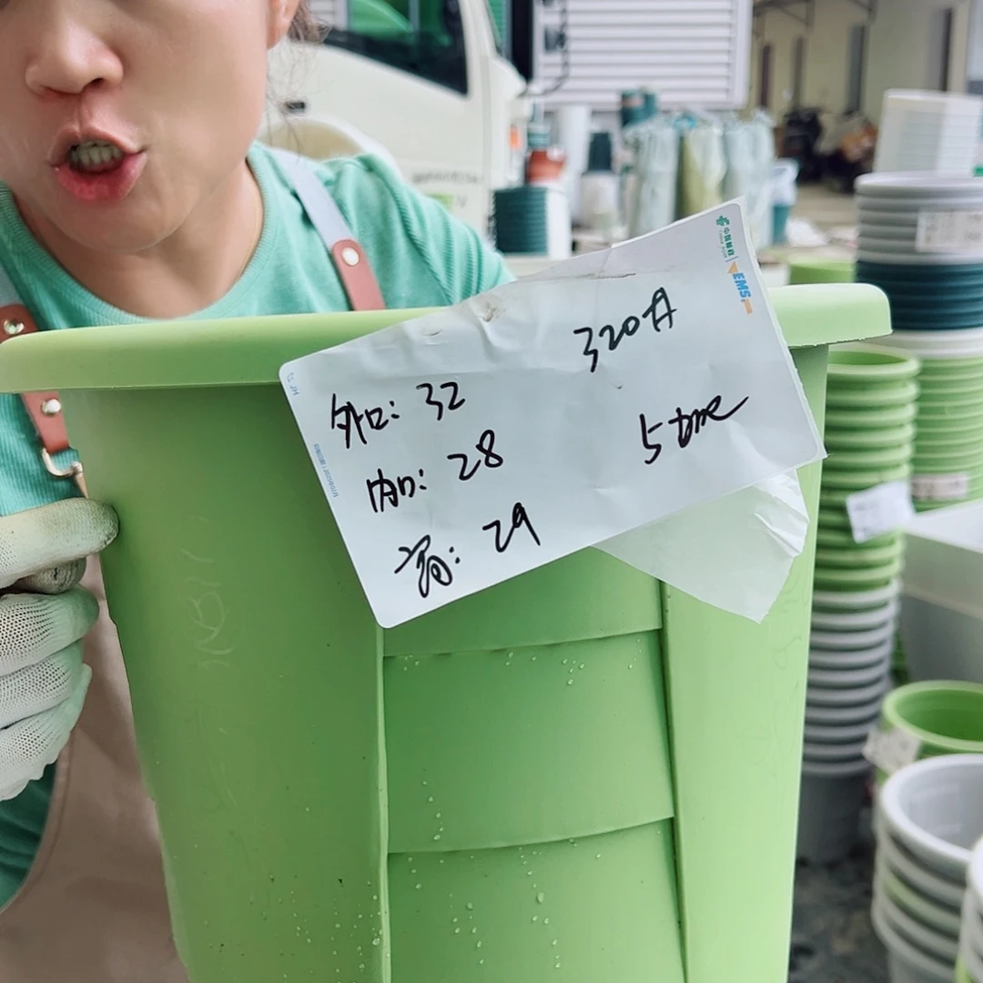 玫瑰320#果绿色5个无托
