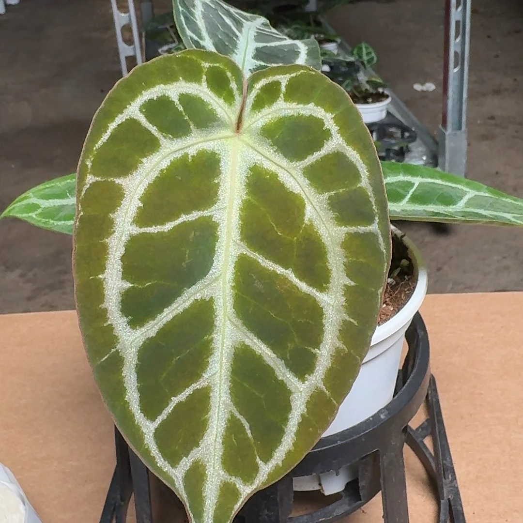 完全开放Y63银银红杂狂想曲