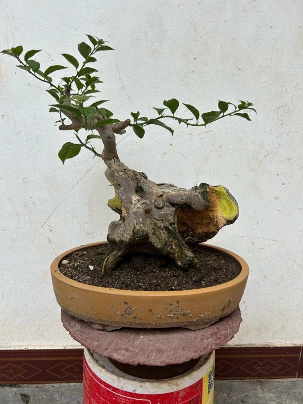 黄荆盆景老桩素材室内室外好养适合多种场景