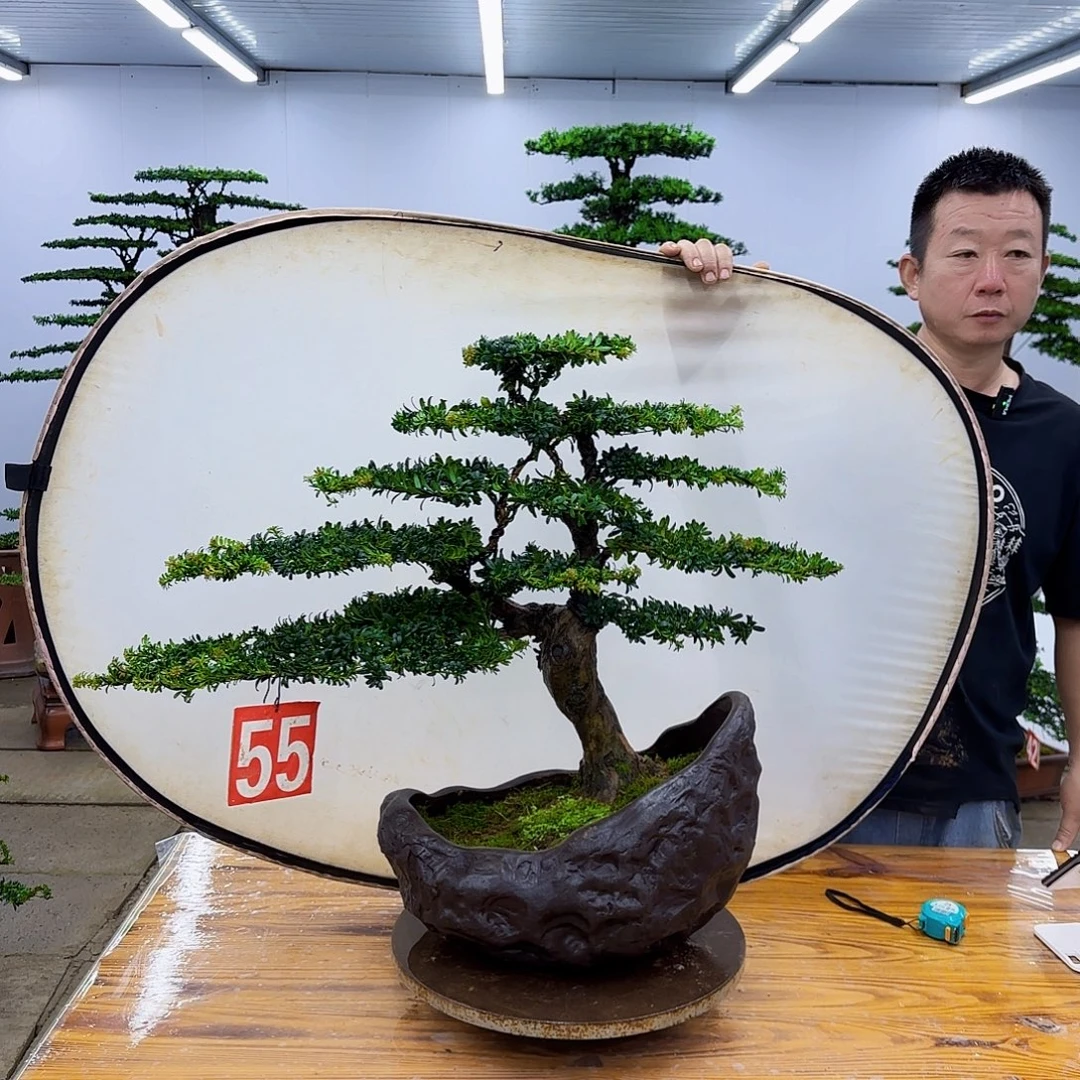 无花朵罗汉松盆景