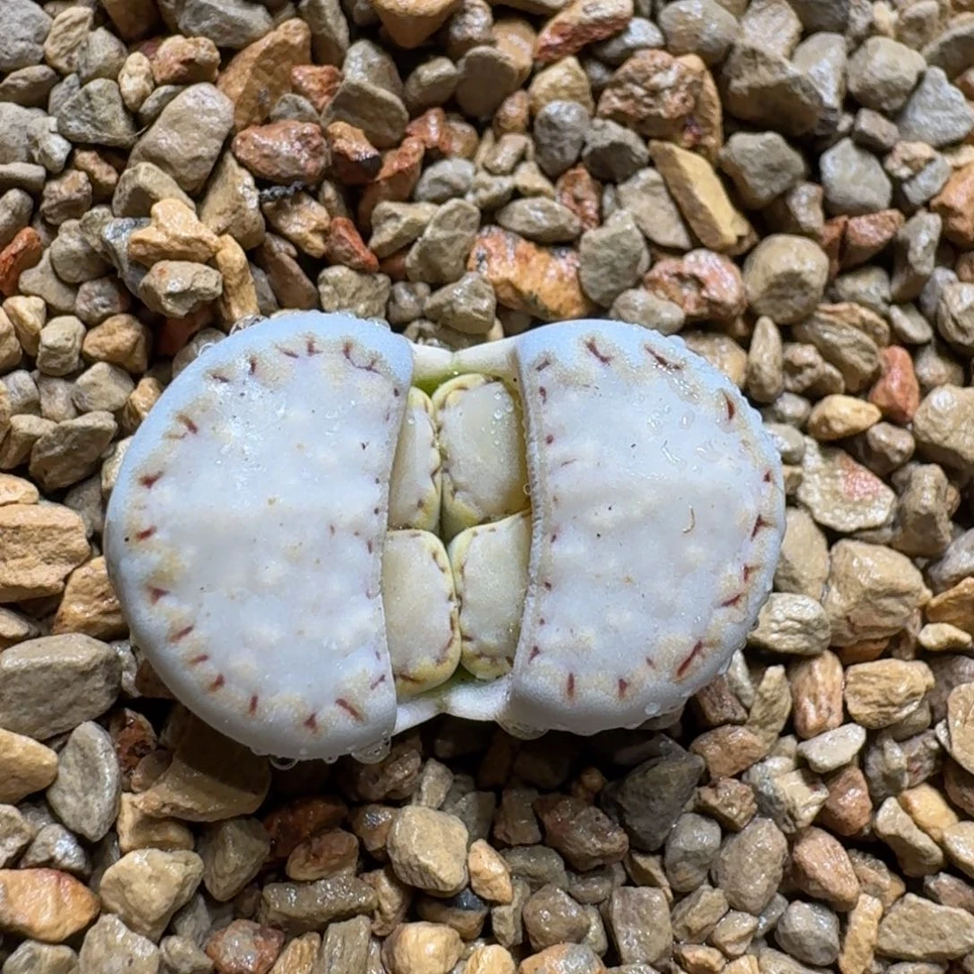 0118-14饼干1621.6花花