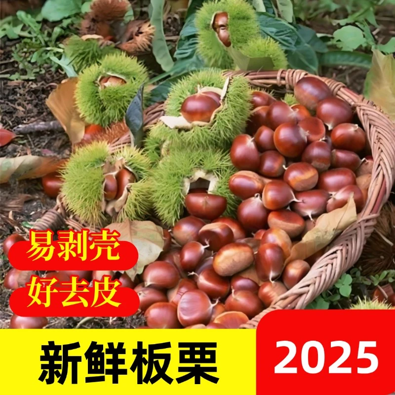 【2025新货】新鲜现摘高山板栗甘甜清脆鲜香生栗子大板栗5斤装A1