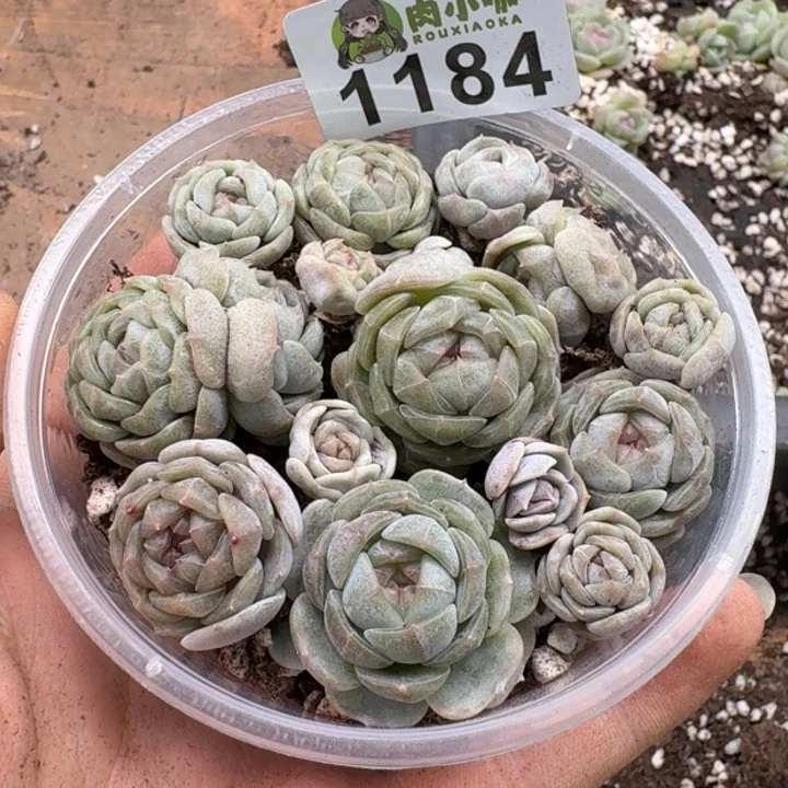 多肉植物多肉植物