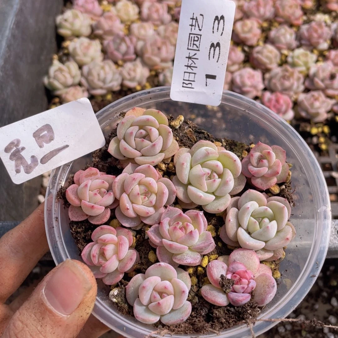 量拍多肉植物多肉植物133