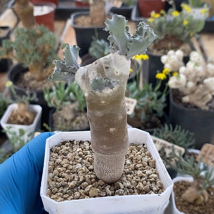 829雪露厚敦菊一一一一一一一