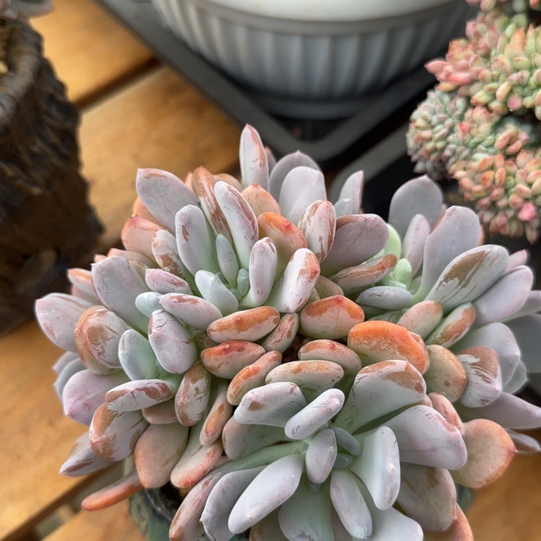 多肉植物一物一拍