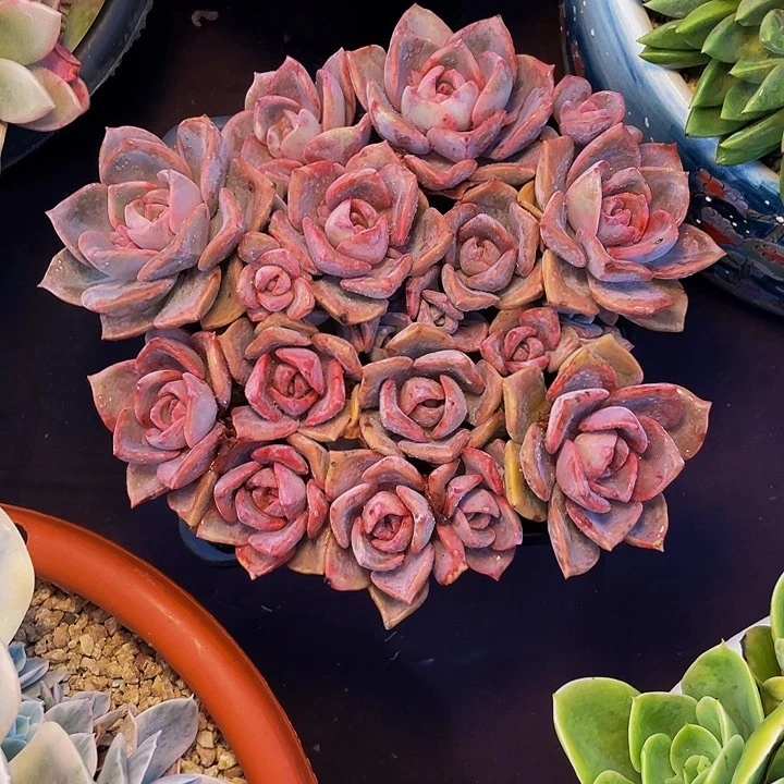 珊***¹发货多肉植物彩虹糖