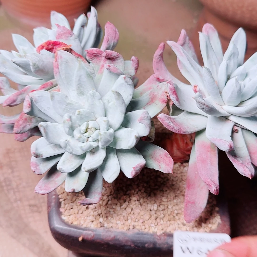 6430初霜拇指苹果叶