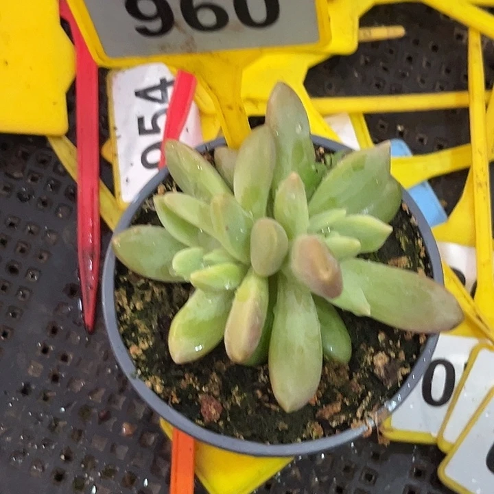 多肉植物朵维奇960