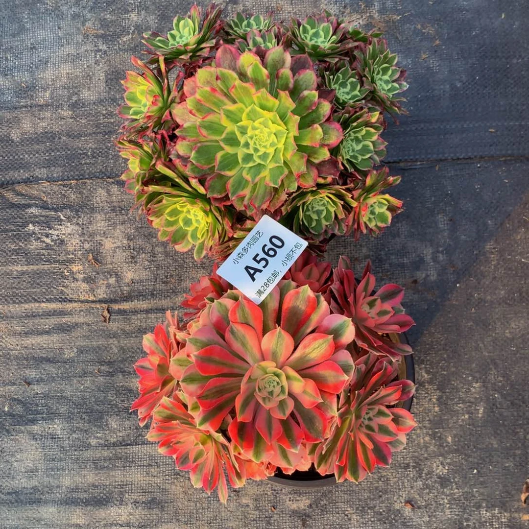 两颗 天河。女巫560