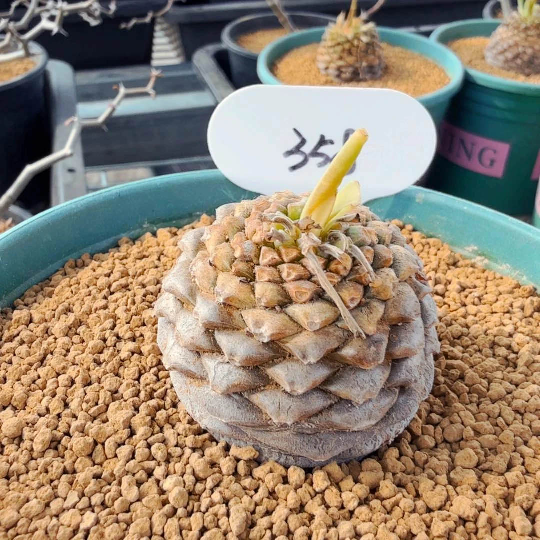 邱*生358铁甲丸带盆发货